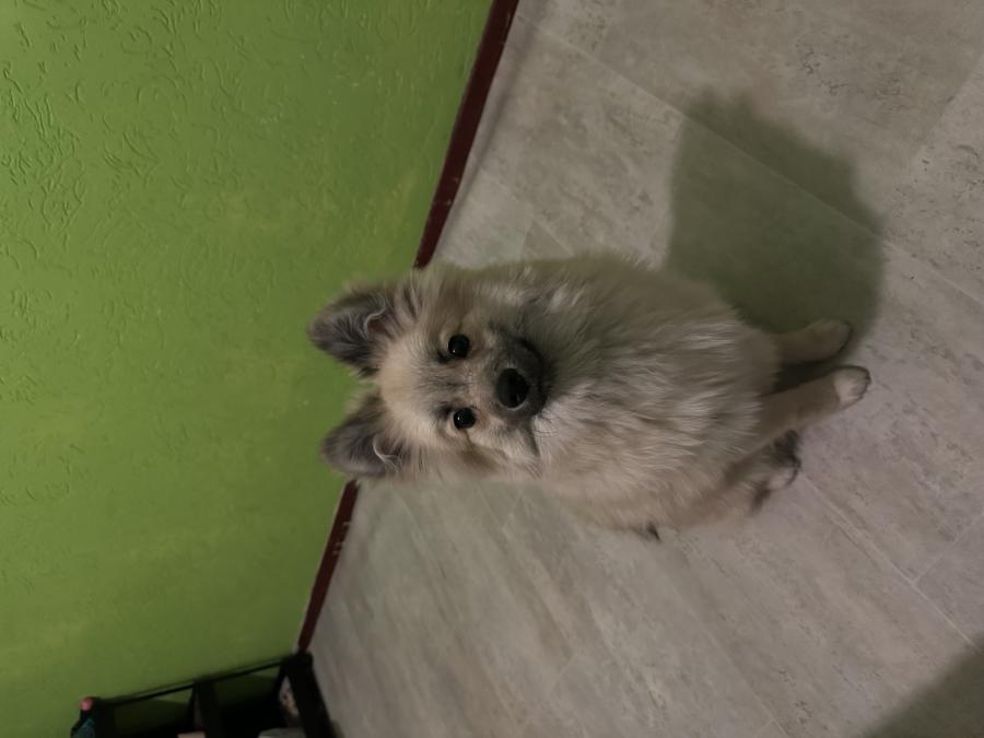 Shadow